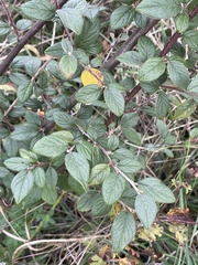 Cotoneaster franchetii