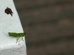 Xenocatantops humilis