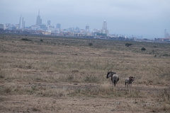 Connochaetes taurinus albojubatus