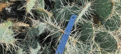 Opuntia phaeacantha