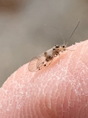 Teliapsocus