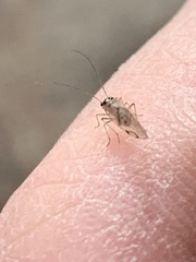 Teliapsocus