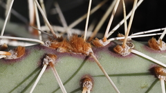 Opuntia phaeacantha