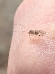 Teliapsocus