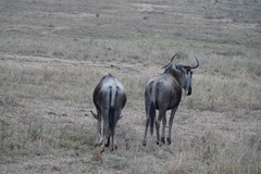 Connochaetes taurinus albojubatus