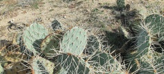 Opuntia phaeacantha
