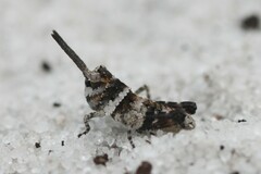 Psinidia fenestralis