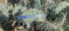 Opuntia phaeacantha