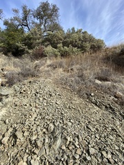 Dudleya abramsii setchellii