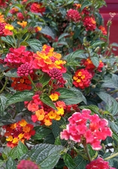 Lantana horrida
