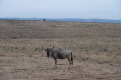 Connochaetes taurinus albojubatus