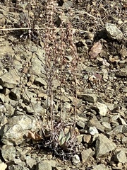 Dudleya abramsii setchellii