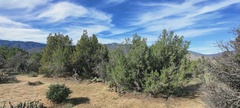 Juniperus californica
