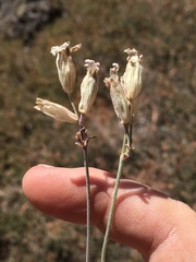 Silene douglasii