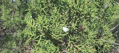 Juniperus californica