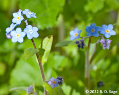 Myosotis sylvatica