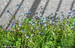 Myosotis sylvatica