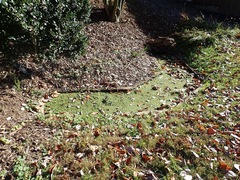 Azolla