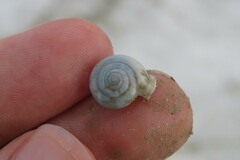 Polygyrinae