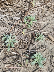 Camissoniopsis cheiranthifolia cheiranthifolia