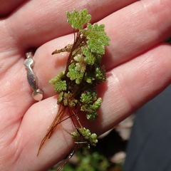 Azolla