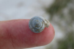 Polygyrinae