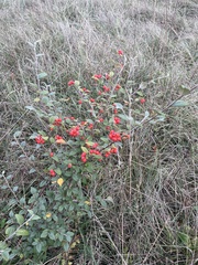 Cotoneaster franchetii