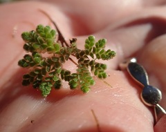 Azolla