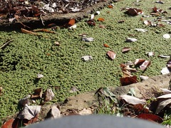 Azolla