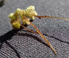 Azolla