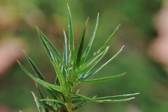 Polytrichum juniperinum