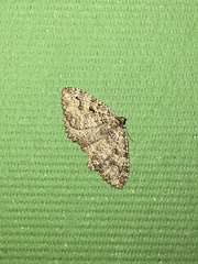 Triphosa haesitata