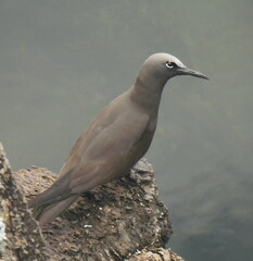 Anous stolidus galapagensis