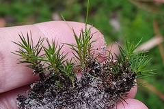 Polytrichum juniperinum