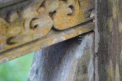 Chrysopelea paradisi