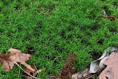 Polytrichum juniperinum