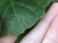 Phyllocnistis vitegenella