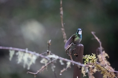 Lampornis castaneoventris