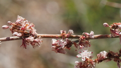 Eriogonum wrightii membranaceum