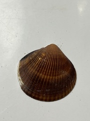 Glycymerididae