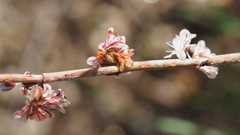 Eriogonum wrightii membranaceum