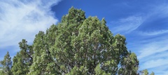Juniperus californica