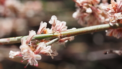 Eriogonum wrightii membranaceum