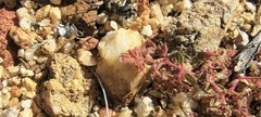 Euphorbia setiloba