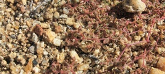Euphorbia setiloba