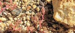 Euphorbia setiloba