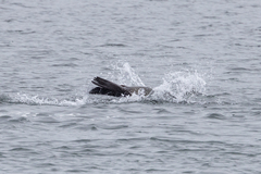 Otariidae
