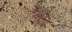 Euphorbia setiloba