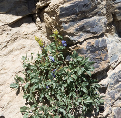 Penstemon montanus