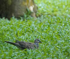 Streptopelia chinensis